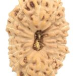 Collector 18 Mukhi Rudraksha