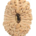Collector 18 Mukhi Rudraksha