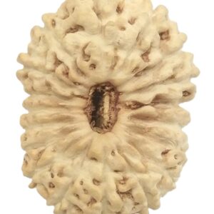 Collector 18 Mukhi Rudraksha