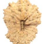 Collector 18 Mukhi Rudraksha
