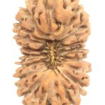 Collector 18 Mukhi Rudraksha