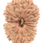 Collector 18 Mukhi Rudraksha