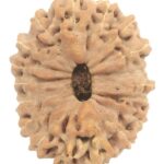 Collector 18 Mukhi Rudraksha