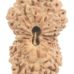 Collector 18 Mukhi Rudraksha
