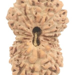 Collector 18 Mukhi Rudraksha