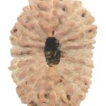 Collector 18 Mukhi Rudraksha