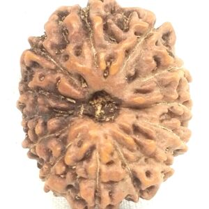 Collector 13 Mukhi Rudraksha