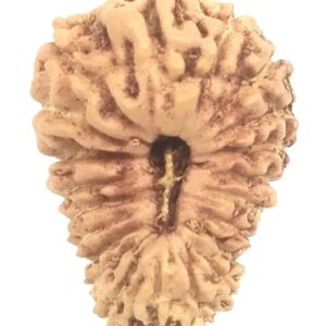 21 Mukhi Rudraksha - Java