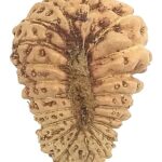 21 Mukhi Rudraksha - Java - 15.41 mm