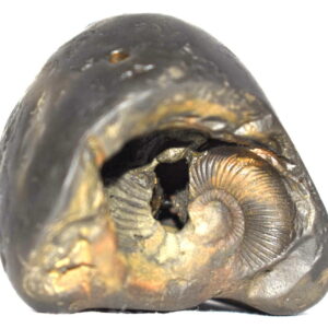 Laxmi Narayan Shaligram