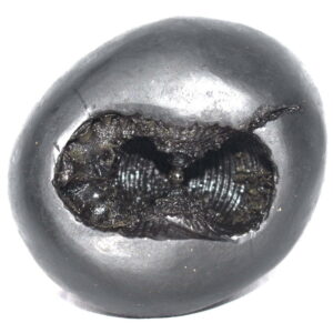 DamshtriKarala Narsimha Shaligram