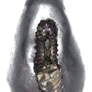 Sacred Adwaitya Golden MahaGauri Navdurga Shaligram