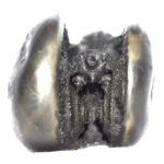 Sacred Adwaitya Golden Kamal Laxmi Dasha MahaVidya Shaligram