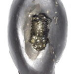 Sacred Adwaitya Golden Bhadra Chamunda Mahakali Shaligram