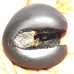 Hayagriva Shaligram