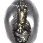Sacred Adwaitya Golden Baglamukhi Dasha Mahavidya Shaligram