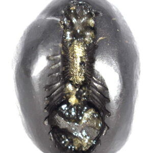 Sacred Adwaitya Golden Baglamukhi Dasha Mahavidya Shaligram