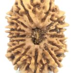 Super Collector Size 14 Mukhi Rudraksha - Nepal