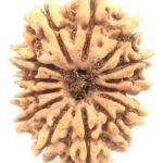 Super Collector Size 14 Mukhi Rudraksha - Nepal