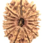 Super Collector Size 14 Mukhi Rudraksha - Nepal