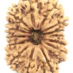 Super Collector Size 14 Mukhi Rudraksha - Nepal