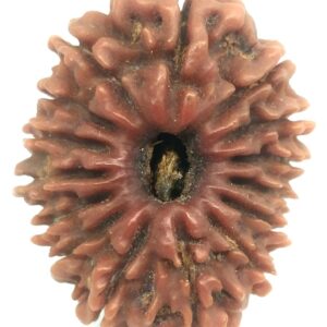 Collector 15 Mukhi Rudraksha - Nepal