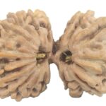 Collector 14 Mukhi Gauri Shankar Rudraksha