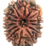 Collector 13 Mukhi Rudraksha - Nepal