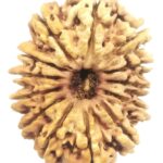 Collector 13 Mukhi Rudraksha - Nepal