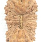 Collector 22 Mukhi Rudraksha