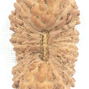 Collector 22 Mukhi Rudraksha