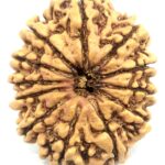 Super Collector 12 Mukhi Rudraksha - Nepal