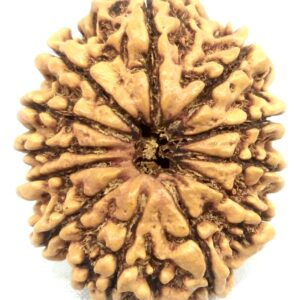 Super Collector 12 Mukhi Rudraksha - Nepal