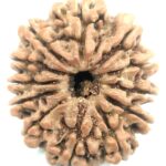 Super Collector 12 Mukhi Rudraksha - Nepal