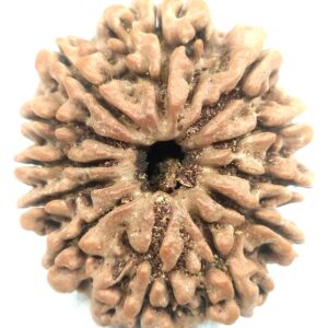 Super Collector 12 Mukhi Rudraksha - Nepal