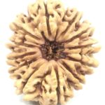 Super Collector 12 Mukhi Rudraksha - Nepal