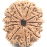 Super Collector 11 Mukhi Rudraksha - Nepal