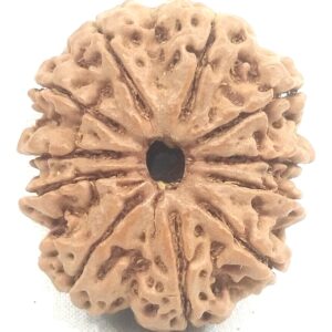 Super Collector 11 Mukhi Rudraksha - Nepal