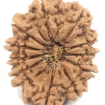 Super Collector 11 Mukhi Rudraksha - Nepal