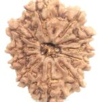 Super Collector 11 Mukhi Rudraksha - Nepal