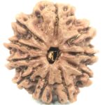 Collector 10 Mukhi Rudraksha - Nepal