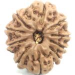 Collector 10 Mukhi Rudraksha - Nepal