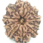 Collector 10 Mukhi Rudraksha - Nepal