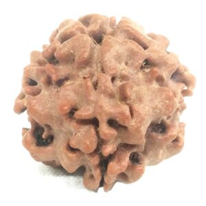 Nepali 1 Mukhi Round Rudraksha