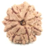 8 Mukhi Rudraksha - Nepal