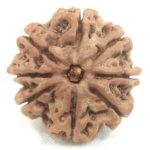 8 Mukhi Rudraksha - Nepal