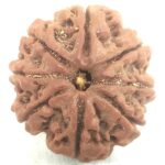 8 Mukhi Rudraksha - Nepal