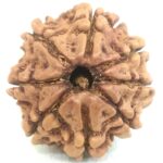 8 Mukhi Rudraksha - Nepal