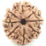 Rare 8 Mukhi Rudraksha With 8 Complete Seeds - Nepal
