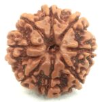 8 Mukhi Rudraksha - Nepal